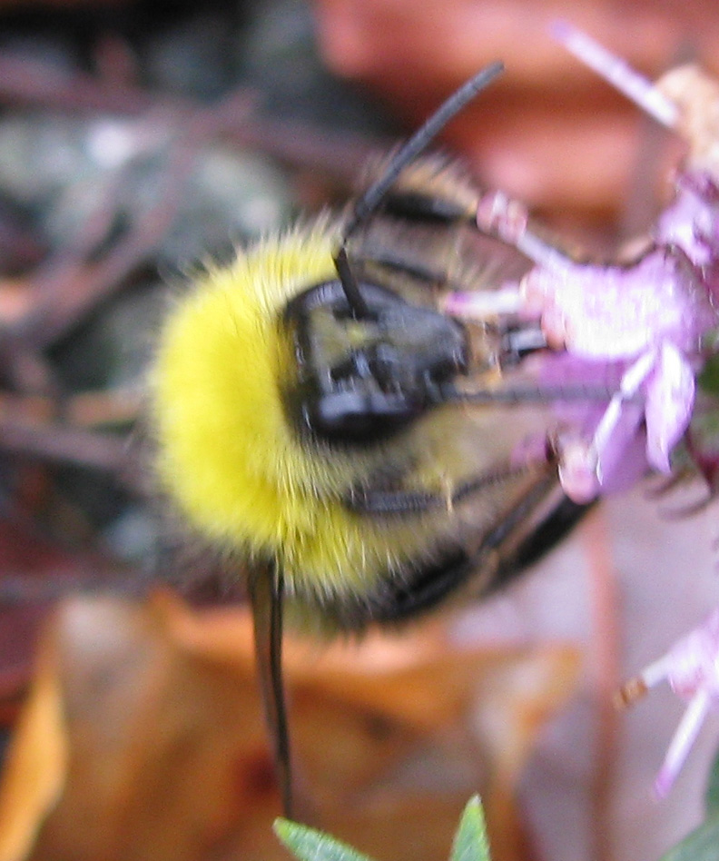 Bombus pratorum.